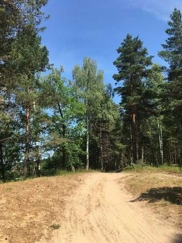 Дорога в лесу