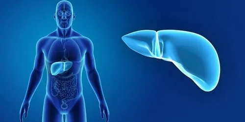 Жировой гепатоз: Путь к диагнозу и его причины
